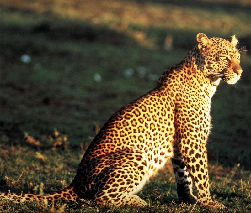 African Leopard (Panthera pardus) {!--아프리카표범-->; DISPLAY FULL IMAGE.