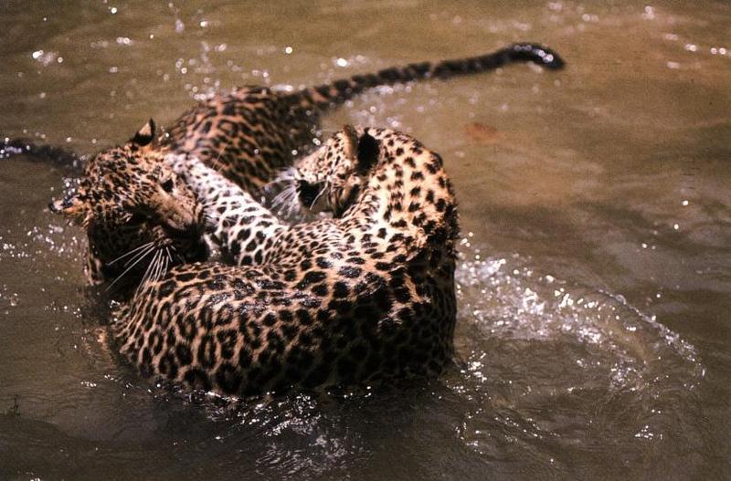 African Leopards (Panthera pardus) {!--아프리카표범-->; DISPLAY FULL IMAGE.
