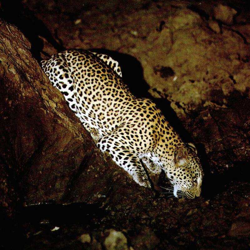 African Leopard (Panthera pardus) {!--아프리카표범-->; DISPLAY FULL IMAGE.