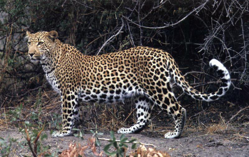 African Leopard (Panthera pardus) {!--아프리카표범-->; DISPLAY FULL IMAGE.