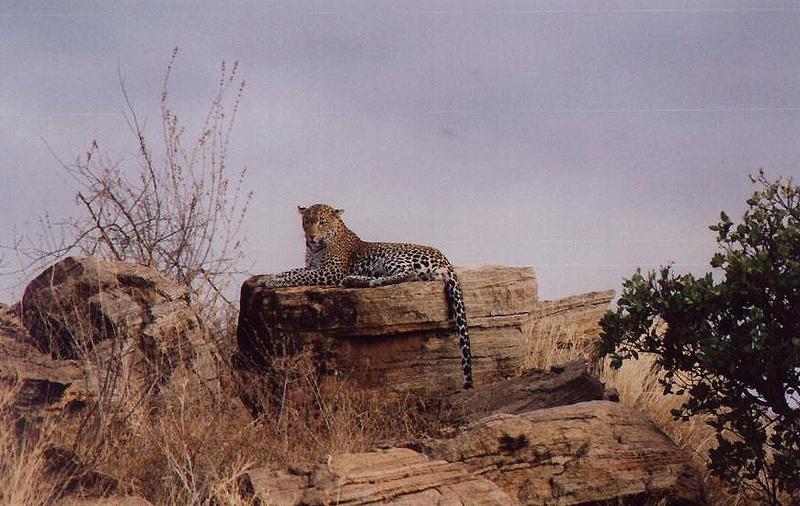 African Leopard (Panthera pardus) {!--아프리카표범-->; DISPLAY FULL IMAGE.