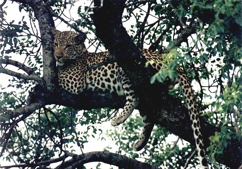 African Leopard (Panthera pardus) {!--아프리카표범-->; DISPLAY FULL IMAGE.