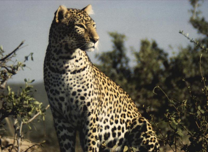 African Leopard (Panthera pardus) {!--아프리카표범-->; DISPLAY FULL IMAGE.
