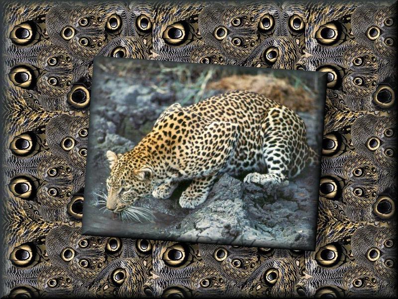 African Leopard (Panthera pardus) {!--아프리카표범-->; DISPLAY FULL IMAGE.