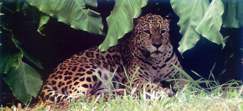African Leopard (Panthera pardus) {!--아프리카표범-->; DISPLAY FULL IMAGE.