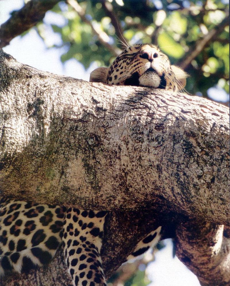 African Leopard (Panthera pardus) {!--아프리카표범-->; DISPLAY FULL IMAGE.