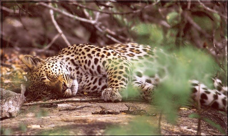 African Leopard (Panthera pardus) {!--아프리카표범-->; DISPLAY FULL IMAGE.