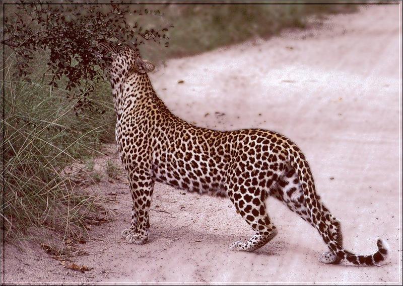 African Leopard (Panthera pardus) {!--아프리카표범-->; DISPLAY FULL IMAGE.