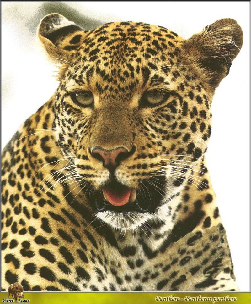 African Leopard (Panthera pardus) {!--아프리카표범-->; DISPLAY FULL IMAGE.