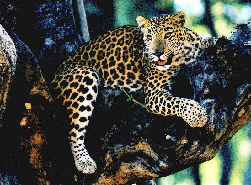 African Leopard (Panthera pardus) {!--아프리카표범-->; DISPLAY FULL IMAGE.