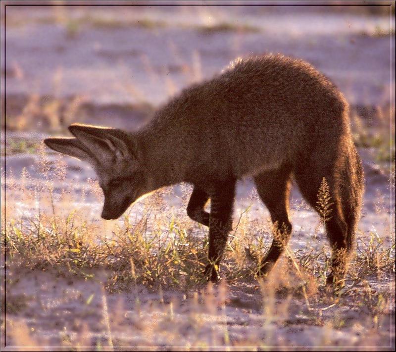 Bat-eared Fox (Otocyon megalotis) {!--박쥐귀여우-->; DISPLAY FULL IMAGE.