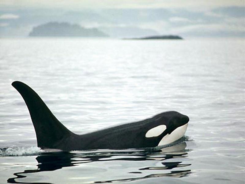 Killer Whale (Orcinus orca) {!--범고래-->; DISPLAY FULL IMAGE.