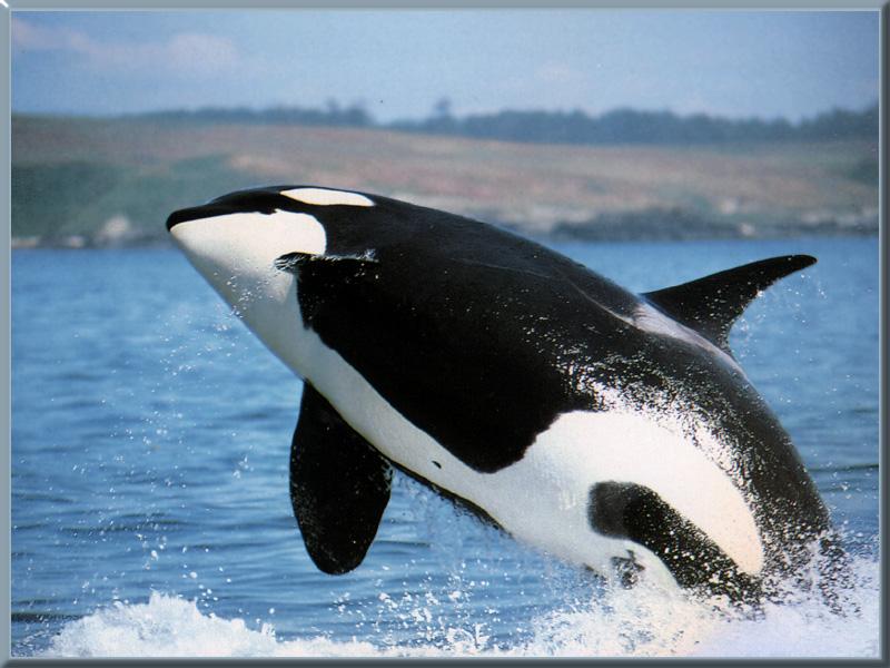 Killer Whale (Orcinus orca) {!--범고래-->; DISPLAY FULL IMAGE.