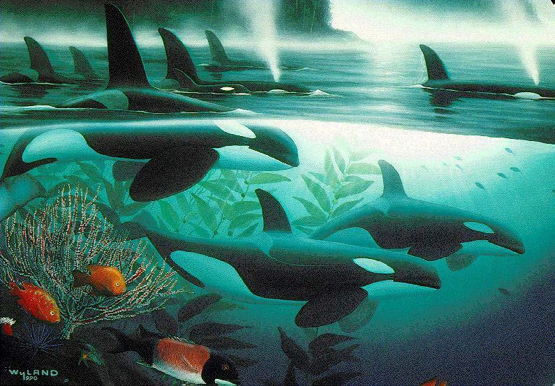 [Animal Art] Killer Whale pod (Orcinus orca) {!--범고래-->; DISPLAY FULL IMAGE.