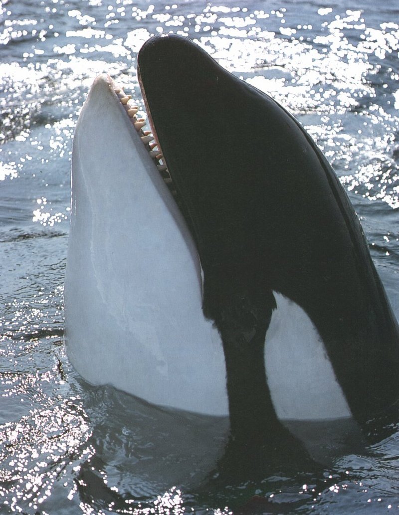 Killer Whale (Orcinus orca) {!--범고래--> spy-hopping; DISPLAY FULL IMAGE.