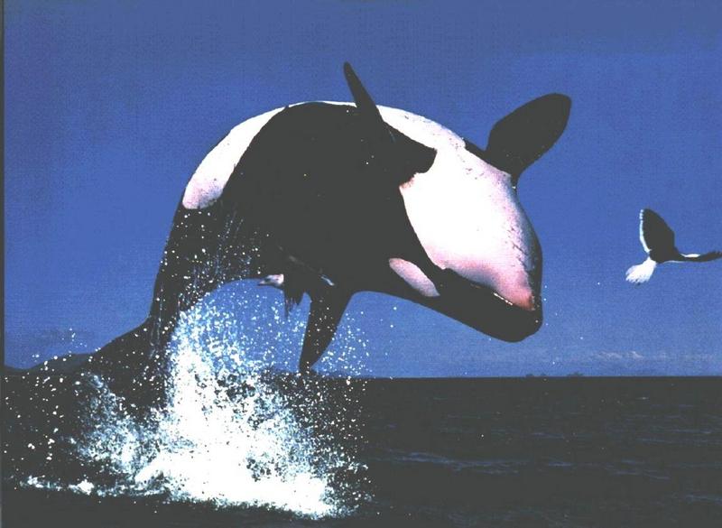 Killer Whale (Orcinus orca) {!--범고래-->; DISPLAY FULL IMAGE.