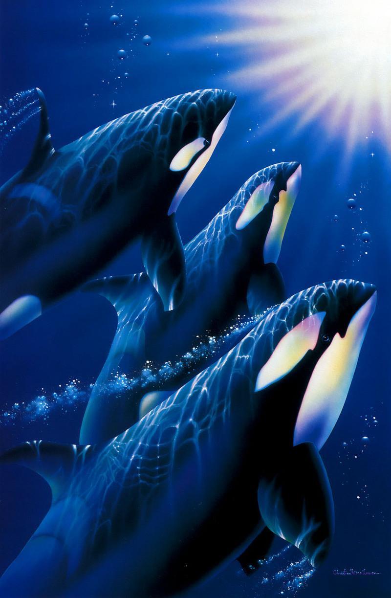 [Animal Art] Killer Whale pod (Orcinus orca) {!--범고래-->; DISPLAY FULL IMAGE.