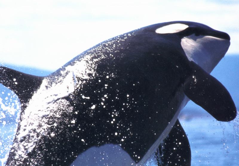 Killer Whale (Orcinus orca) {!--범고래-->; DISPLAY FULL IMAGE.