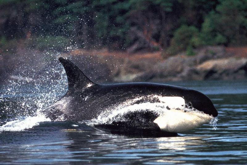 Killer Whale (Orcinus orca) {!--범고래-->; DISPLAY FULL IMAGE.