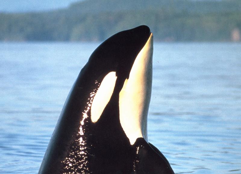 Killer Whale (Orcinus orca) {!--범고래-->; DISPLAY FULL IMAGE.