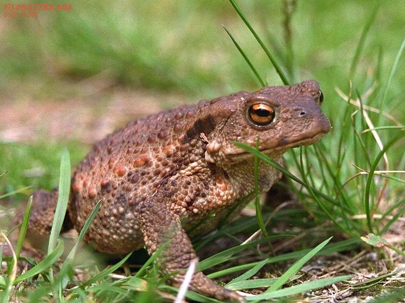 Toad {!--두꺼비류-->; DISPLAY FULL IMAGE.