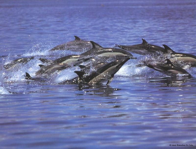 Common Dolphin pod (Delphinus delphis) {!--참돌고래-->; DISPLAY FULL IMAGE.