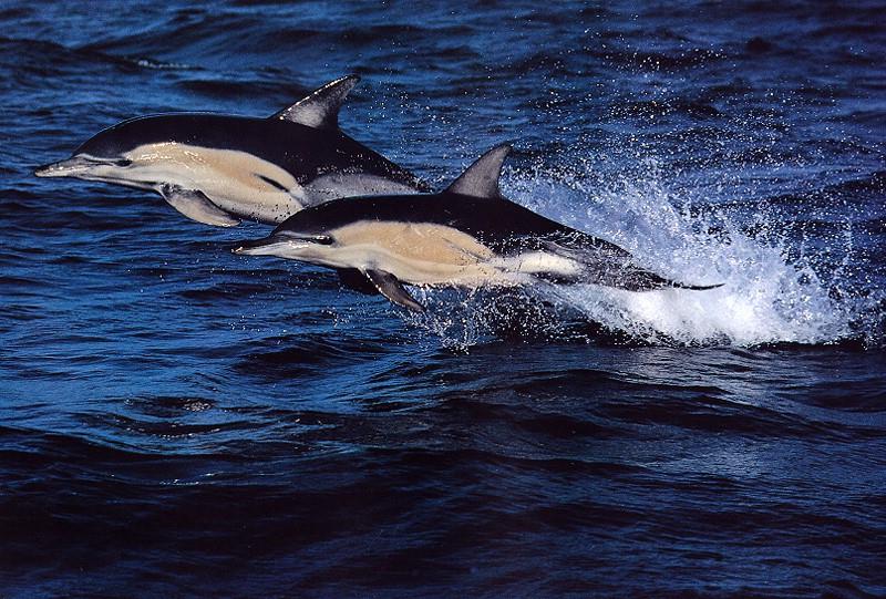 Common Dolphins (Delphinus delphis) {!--참돌고래-->; DISPLAY FULL IMAGE.