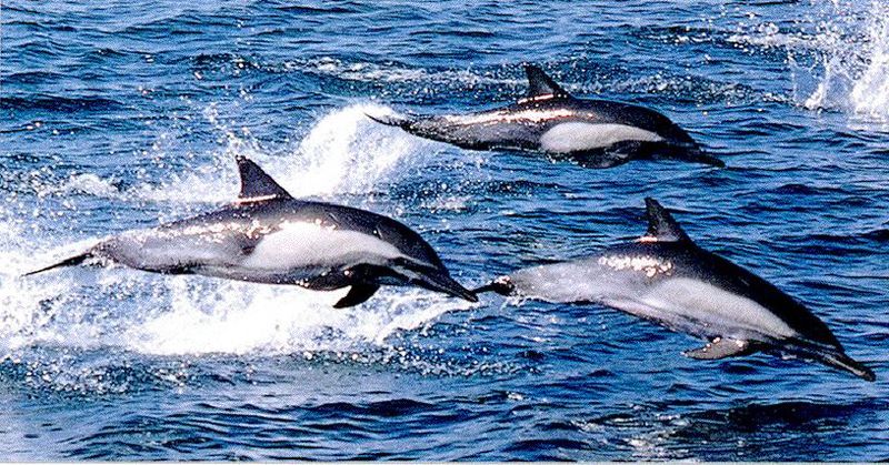 Common Dolphins (Delphinus delphis) {!--참돌고래-->; DISPLAY FULL IMAGE.