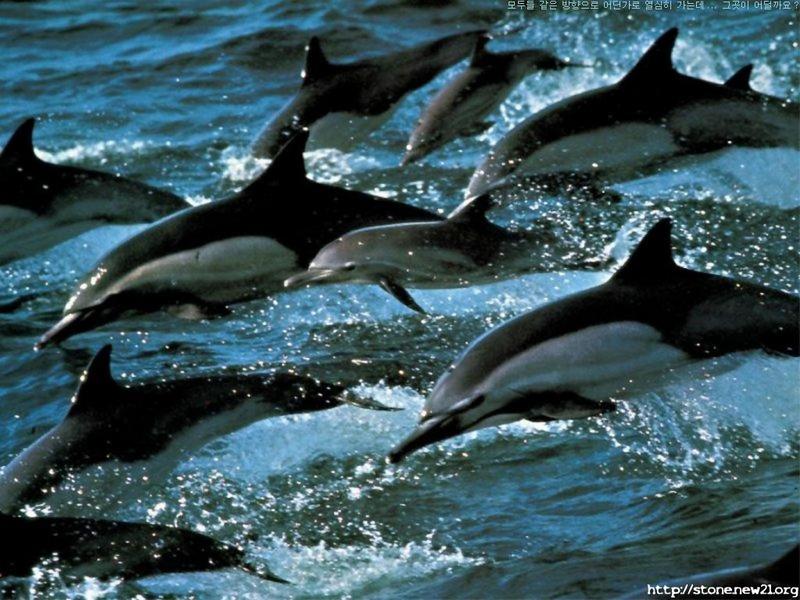 Common Dolphins (Delphinus delphis) {!--참돌고래-->; DISPLAY FULL IMAGE.