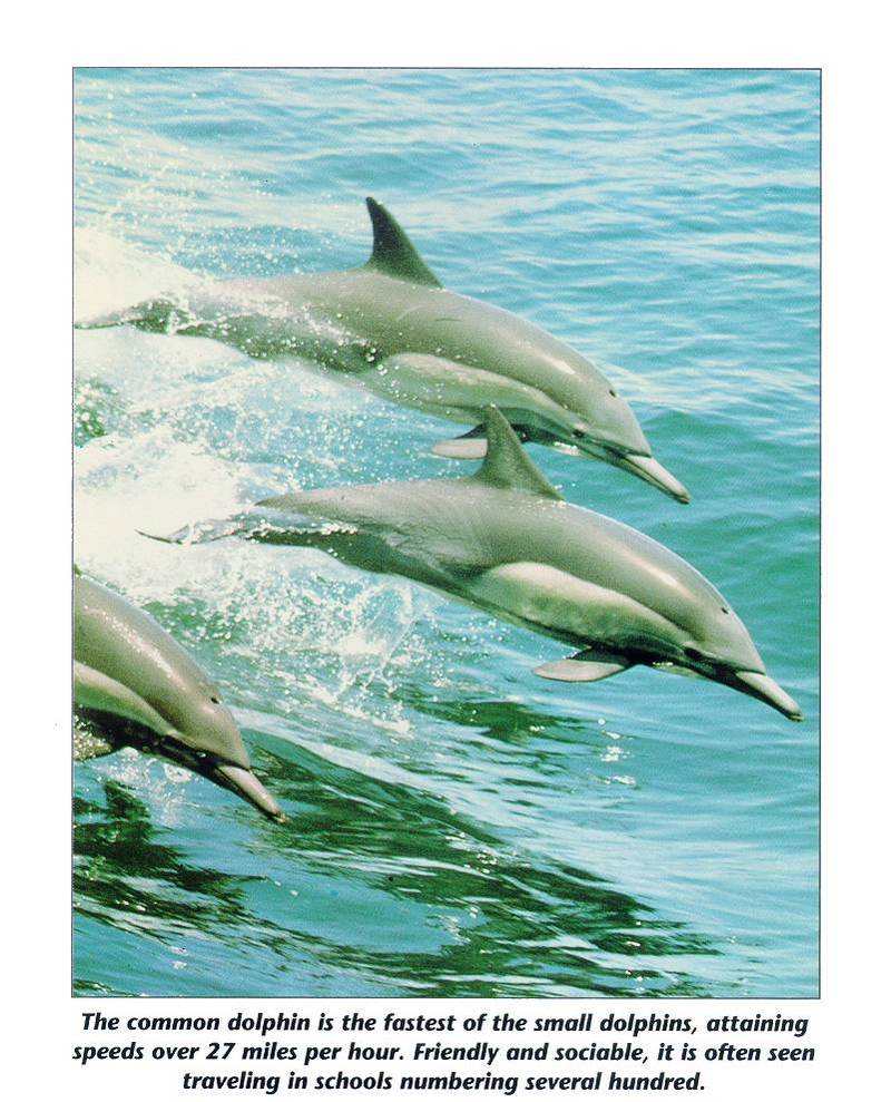 Common Dolphin pod (Delphinus delphis) {!--참돌고래-->; DISPLAY FULL IMAGE.