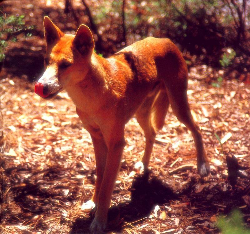 Dingo (Canis lupus dingo) {!--딩고-->; DISPLAY FULL IMAGE.