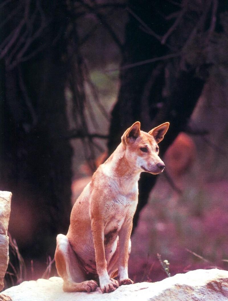 Dingo (Canis lupus dingo) {!--딩고-->; DISPLAY FULL IMAGE.