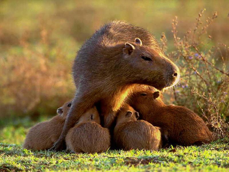 Capybara mother and cubs (Hydrochaeris hydrochaeris) {!--카피바라-->; DISPLAY FULL IMAGE.