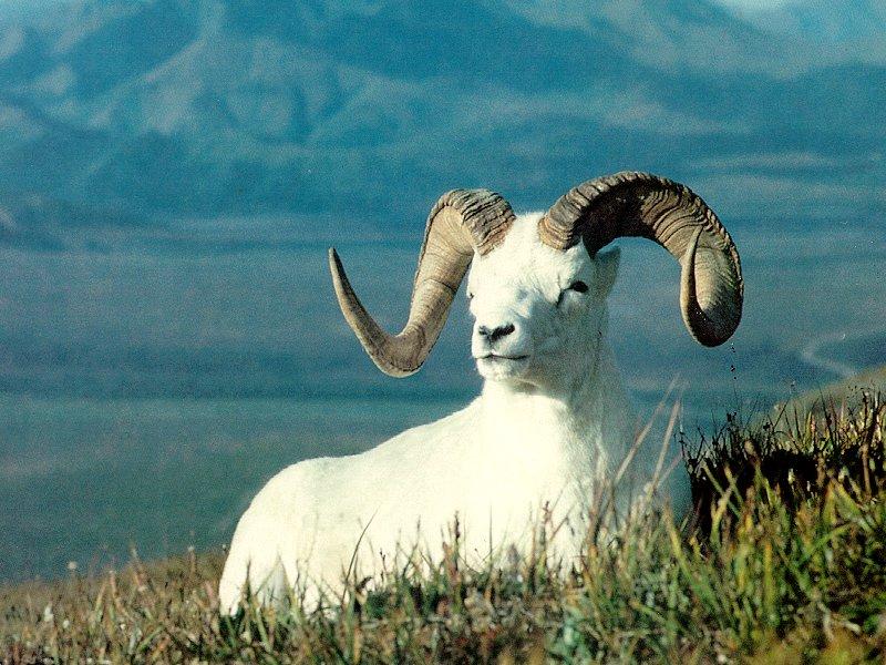 Dall Sheep ram (Ovis dalli) {!--돌산양-->; DISPLAY FULL IMAGE.