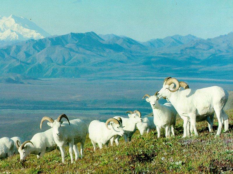 Dall Sheep herd (Ovis dalli) {!--돌산양-->; DISPLAY FULL IMAGE.