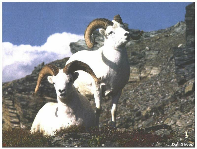 Dall Sheep rams (Ovis dalli) {!--돌산양-->; DISPLAY FULL IMAGE.