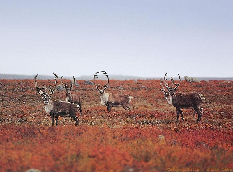 Caribou (Rangifer tarandus) {!--순록-->; DISPLAY FULL IMAGE.