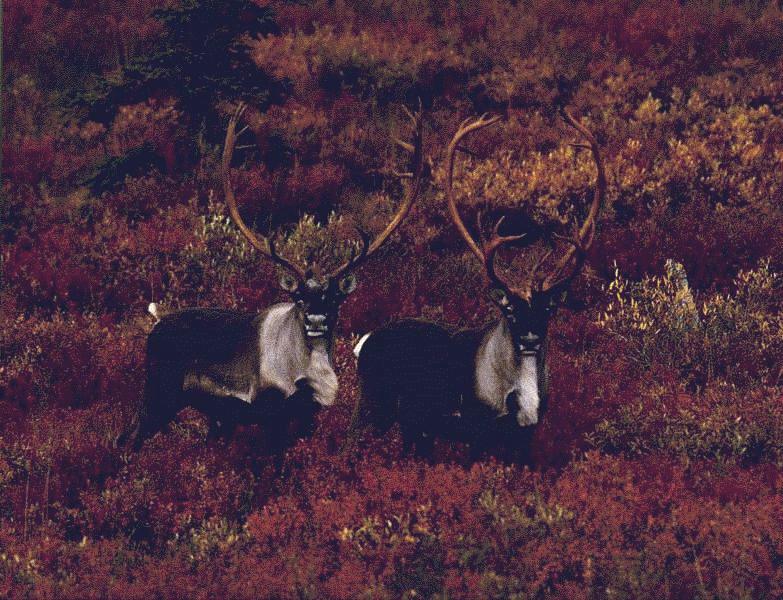 Caribou (Rangifer tarandus) {!--순록-->; DISPLAY FULL IMAGE.