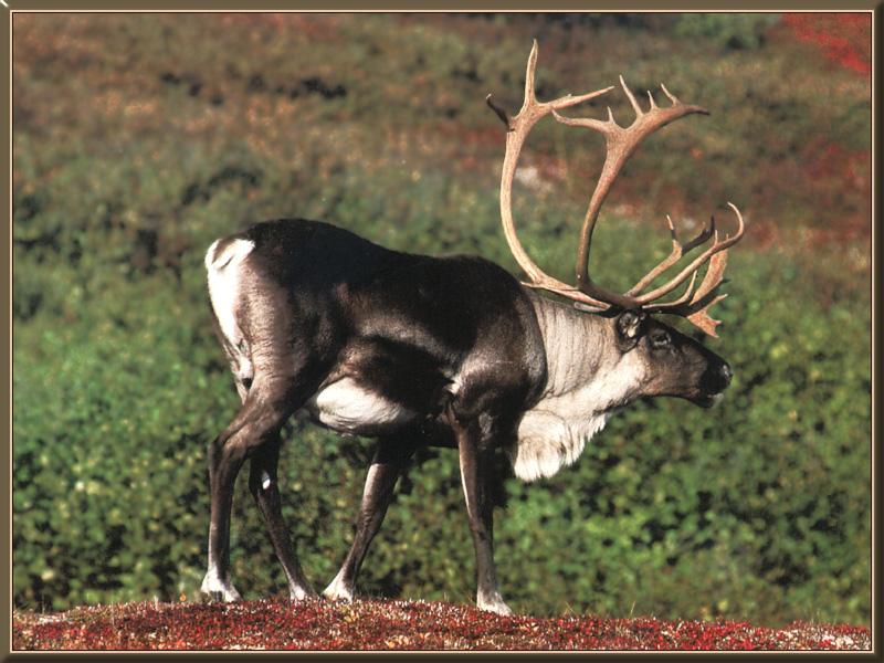 Caribou (Rangifer tarandus) {!--순록-->; DISPLAY FULL IMAGE.