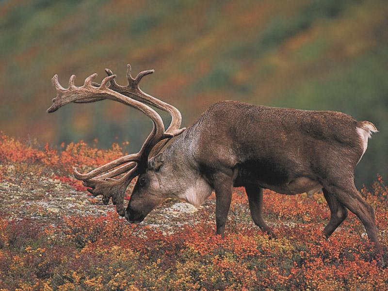 Caribou (Rangifer tarandus) {!--순록-->; DISPLAY FULL IMAGE.