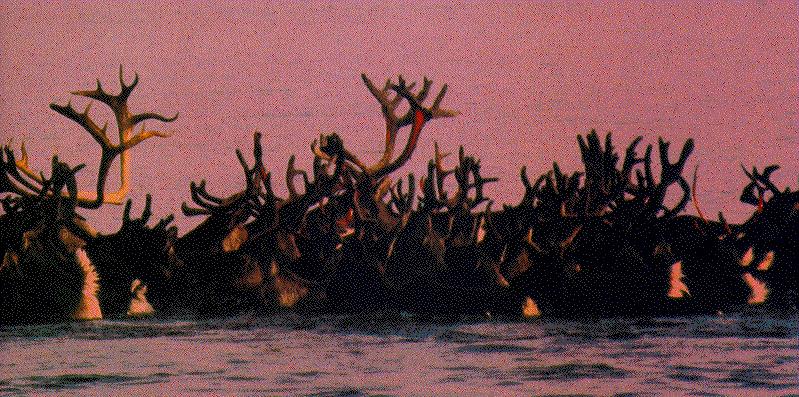 Caribou herd (Rangifer tarandus) {!--순록-->; DISPLAY FULL IMAGE.