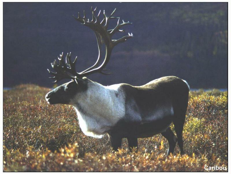 Caribou (Rangifer tarandus) {!--순록-->; DISPLAY FULL IMAGE.