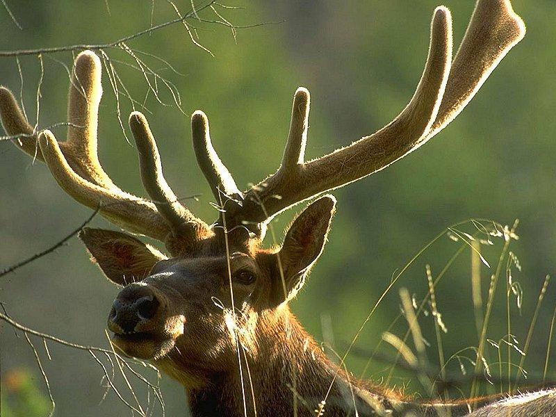 Reindeer (Rangifer tarandus) {!--순록-->; DISPLAY FULL IMAGE.