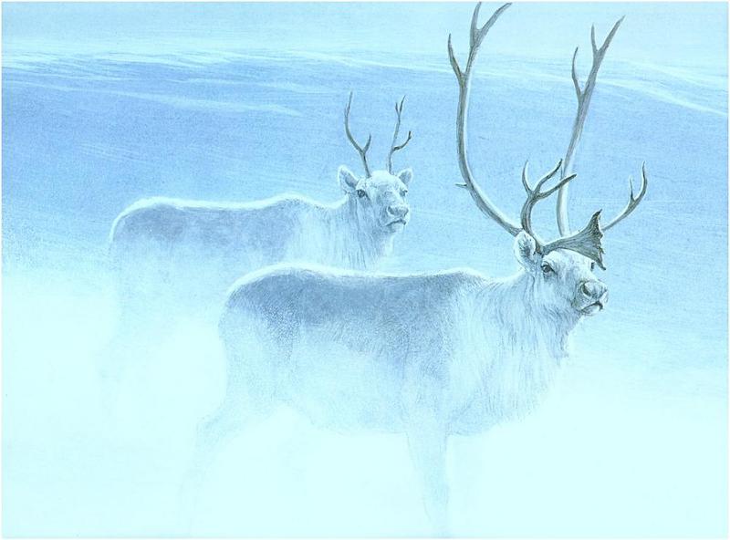 [Animal Art - Robert Bateman] Peary's Caribou (Rangifer tarandus pearyi) {!--순록-->; DISPLAY FULL IMAGE.