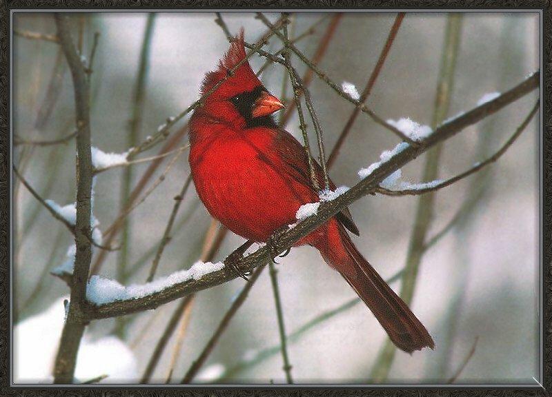 Northern Cardinal (Cardinalis cardinalis) {!--홍관조-->; DISPLAY FULL IMAGE.