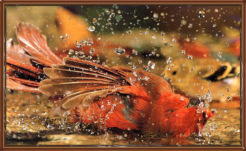 Northern Cardinal (Cardinalis cardinalis) {!--홍관조-->; DISPLAY FULL IMAGE.