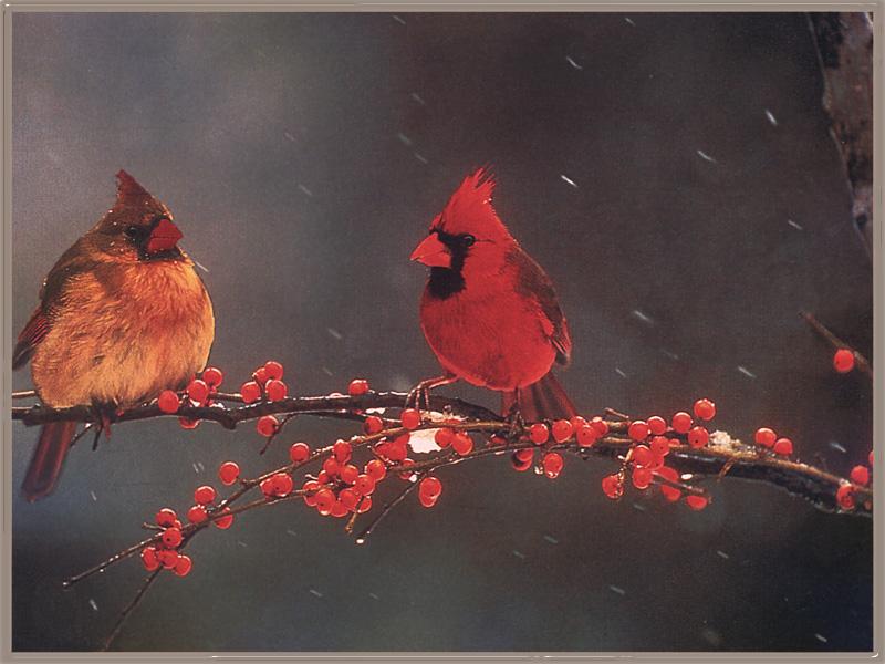 Northern Cardinals (Cardinalis cardinalis) {!--홍관조-->; DISPLAY FULL IMAGE.