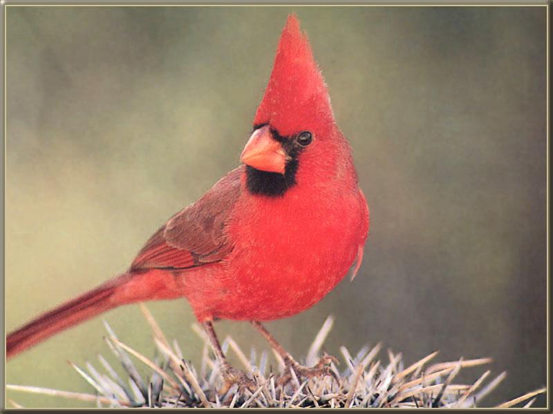 Northern Cardinal (Cardinalis cardinalis) {!--홍관조-->; DISPLAY FULL IMAGE.