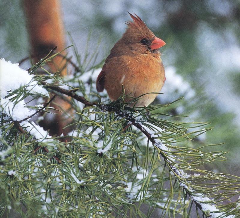 Northern Cardinal female (Cardinalis cardinalis) {!--홍관조-->; DISPLAY FULL IMAGE.