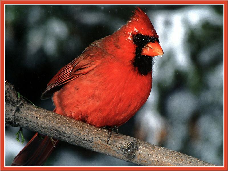 Northern Cardinal (Cardinalis cardinalis) {!--홍관조-->; DISPLAY FULL IMAGE.